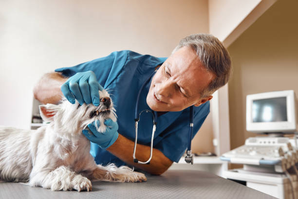 Best Emergency Care for Gum Disease in Roseland, NJ